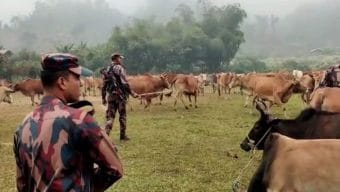 বৈধ গরুর হাটের ইজারা নিয়ে অবৈধ পথে ভারতীয় গরু প্রবেশ করে লাখ লাখ টাকা আদায়
