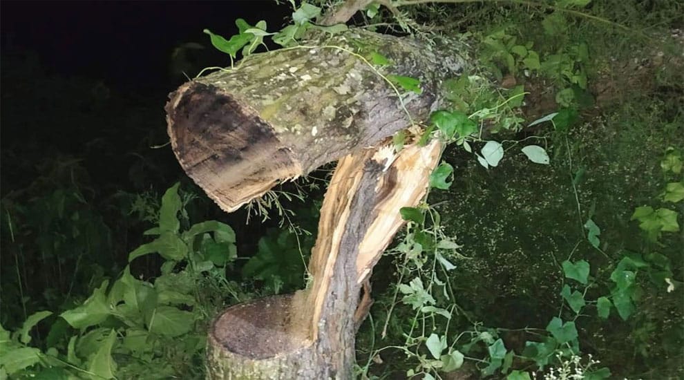 ছিনতাই করে পালানোর সময় সড়কে গাছ ফেলে ৪ জন আটক