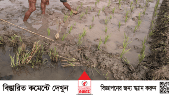 বন্যায় মৌলভীবাজারে কৃষিতে ক্ষতি ২০৫ কোটি টাকা