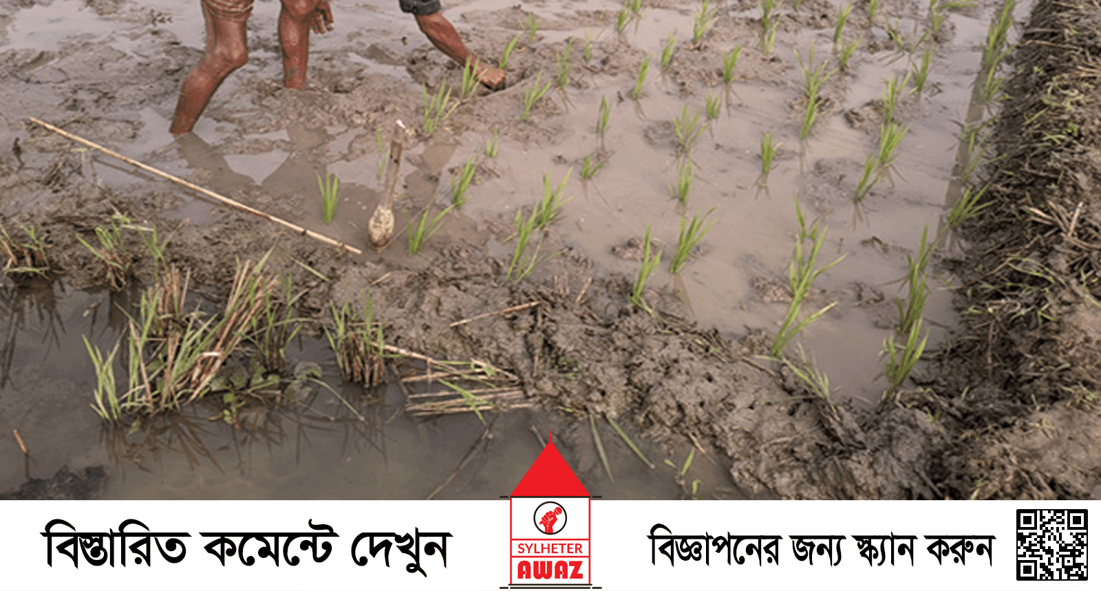 বন্যায় মৌলভীবাজারে কৃষিতে ক্ষতি ২০৫ কোটি টাকা