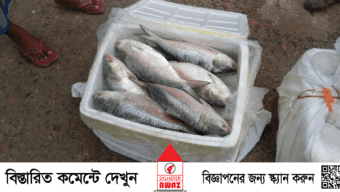 সুনামগঞ্জের তাহিরপুর সীমান্ত দিয়ে পাচারের সময় ইলিশ মাছ জব্দ