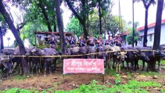 সিলেট সীমান্তে অর্ধকোটি টাকার ভারতীয় মহিষ আটক