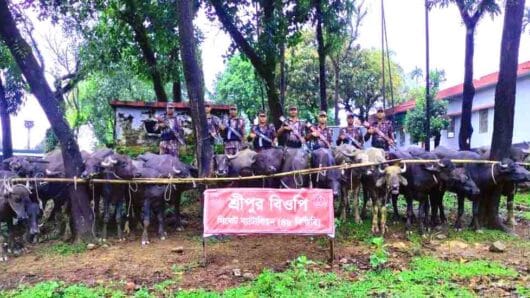 সিলেট সীমান্তে অর্ধকোটি টাকার ভারতীয় মহিষ আটক
