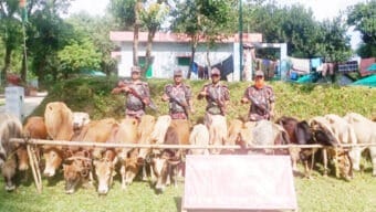 সীমান্তে ২১টি ভারতীয় গরু আটক