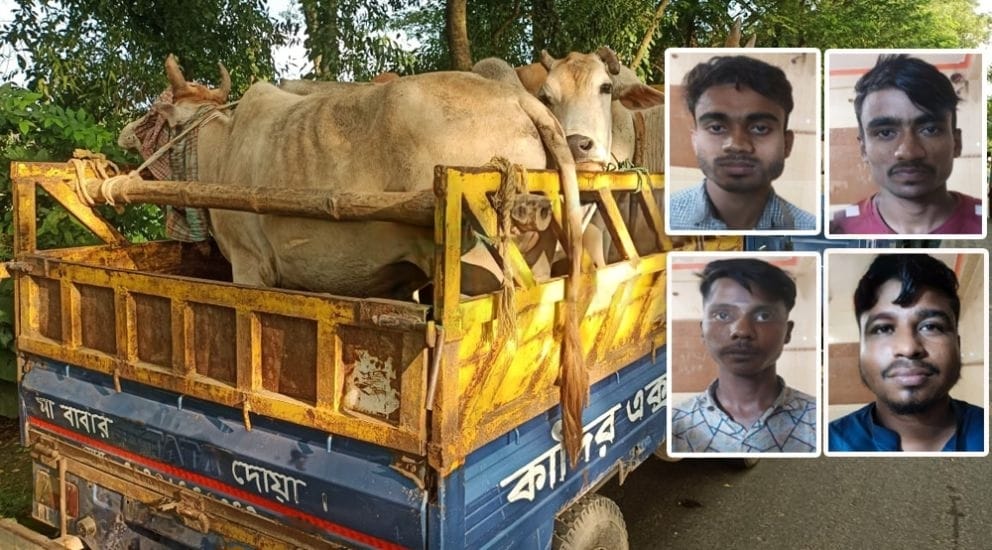 সিলেটে ২৪ গরুসহ চার চোরাকারবারী আটক