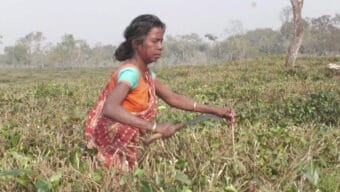 উৎপাদন বাড়াতে চা গাছ ছাঁটাই করা হয়