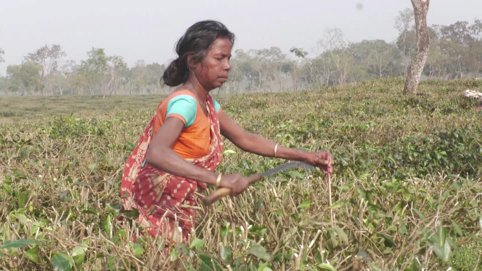 উৎপাদন বাড়াতে চা গাছ ছাঁটাই করা হয়