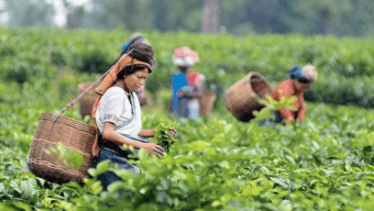 সিলেটে দুর্দিন কাটছে না চা শ্রমিকদের