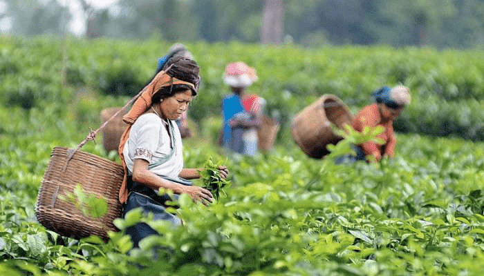 সিলেটে দুর্দিন কাটছে না চা শ্রমিকদের