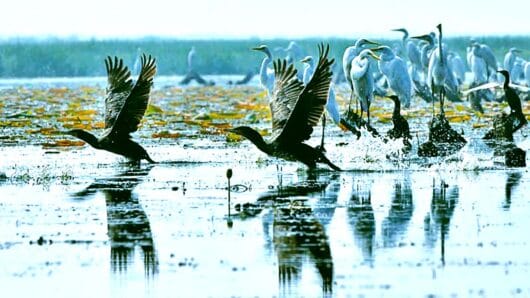 বাইক্কা বিলে পাখিশুমারি, বেড়েছে পাখির প্রজাতি ও সংখ্যা