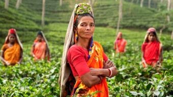 দেশে কমেছে ‘চা’ এর উৎপাদন