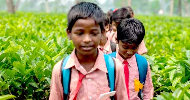 হবিগঞ্জের ৮টি চা বাগানে নেই একটি সরকারি প্রাথমিক বিদ্যালয়