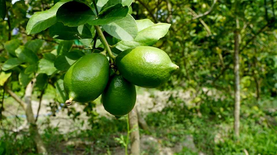 ‘লেবুর দেশ’ শ্রীমঙ্গলেও লেবুর দাম চড়া