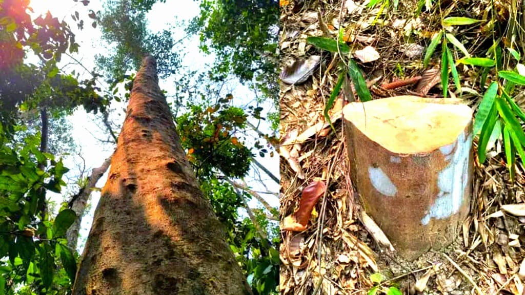 লাউয়াছড়া থেকে চুরি হচ্ছে মূল্যবান আগরগাছ