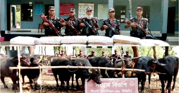 সিলেট সীমান্তে বিজিবি’র অভিযানে জব্দ চাল-মহিষ