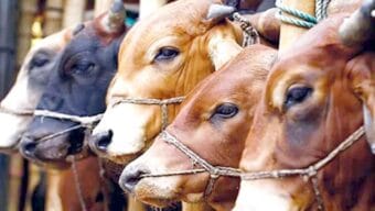 সিলেটে এবার বসছে ৭৪টি অস্থায়ী পশুর হাট