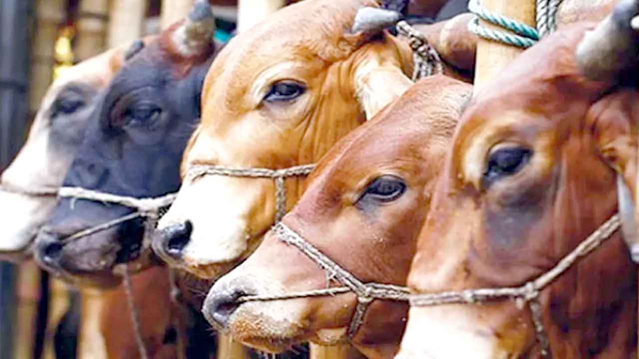 সিলেটে এবার বসছে ৭৪টি অস্থায়ী পশুর হাট