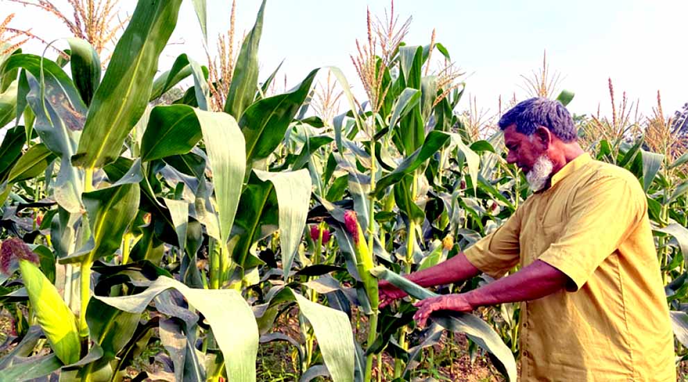 ভুট্টার বাম্পার ফলনে ভাসছে কমলগঞ্জ