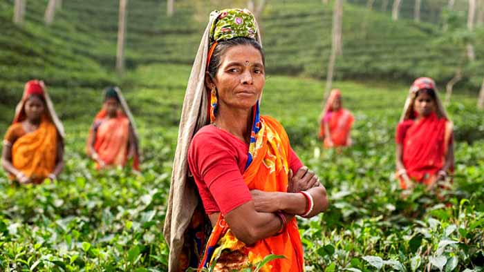 উৎপাদন কমলেও বেড়েছে চা রপ্তানি