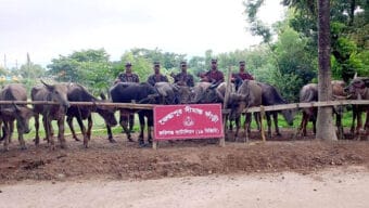 সিলেট সীমান্ত থেকে কোটি টাকার মহিষ আটক