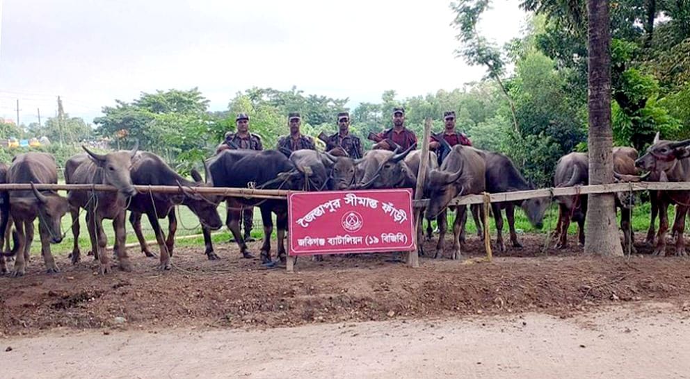 সিলেট সীমান্ত থেকে কোটি টাকার মহিষ আটক
